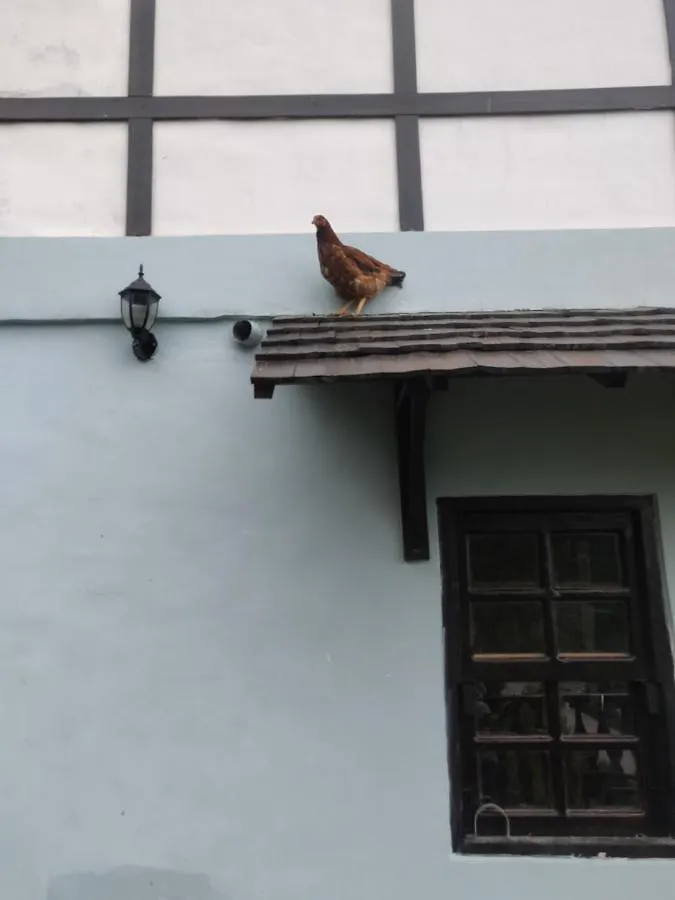 Sugar Cube Retreat Hostel Shimla